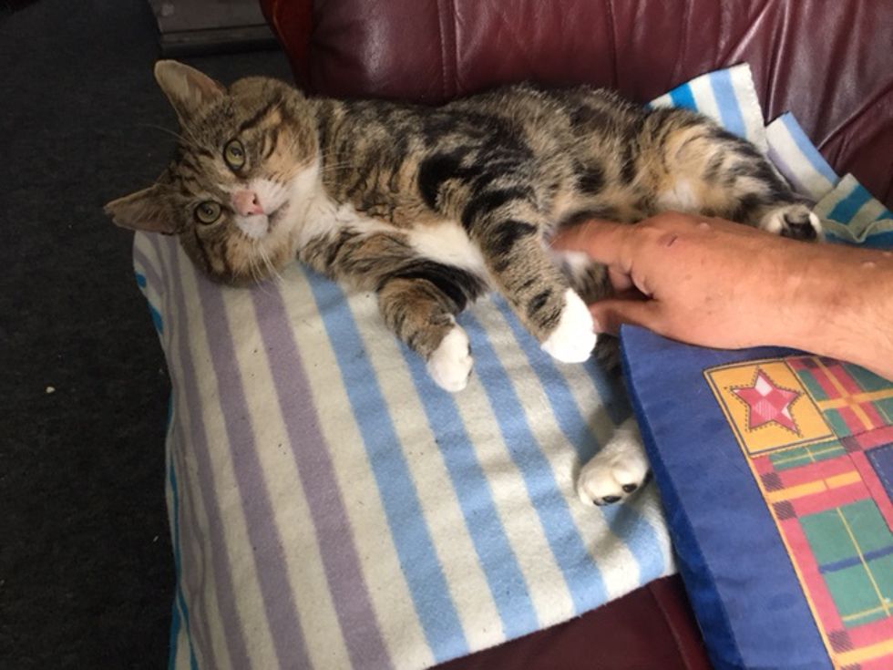 Rescuers Save Cat Trapped in Boardedup House and Find Out Someone Has