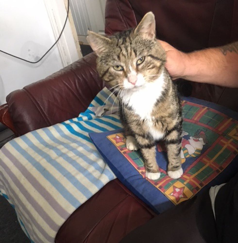 Rescuers Save Cat Trapped in Boardedup House and Find Out Someone Has