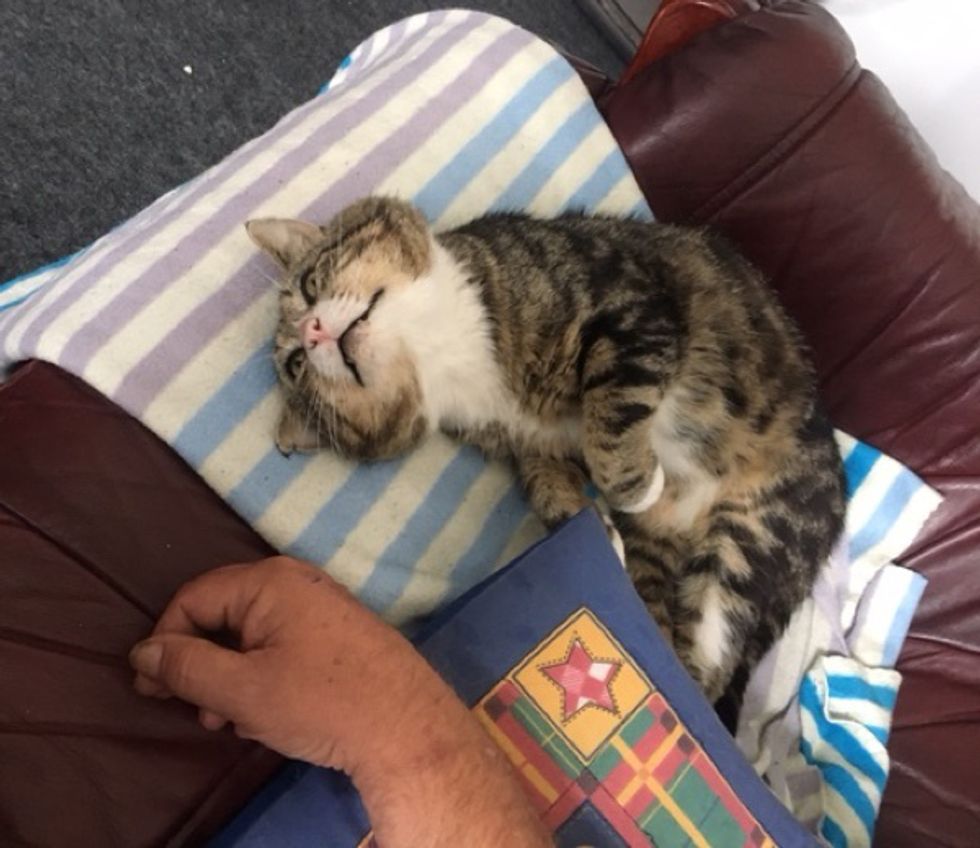 Rescuers Save Cat Trapped in Boardedup House and Find Out Someone Has