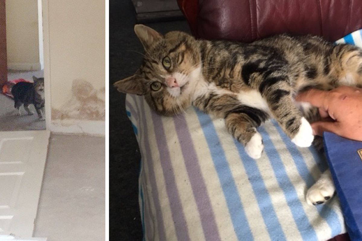Rescuers Save Cat Trapped in Boarded-up House and Find Out Someone Has Been Looking for Him..