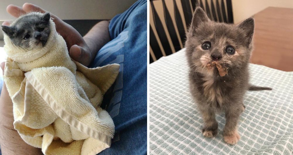 Orphaned Kitten Found at Apartment Experiences Cuddle and is Hooked