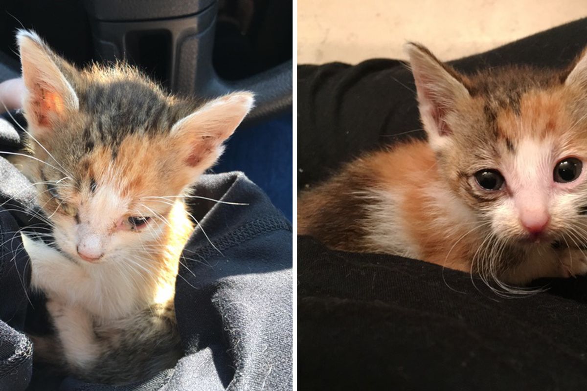 Kitten Given 50/50 Shot for Survival But Woman Determined to Save Her, Now Months Later...