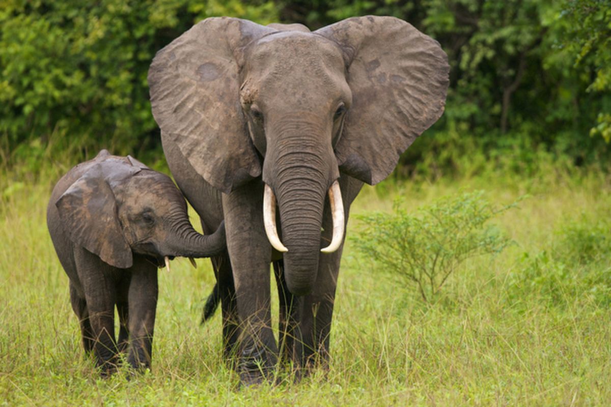 4 Ways That You Can Help Save The Elephants