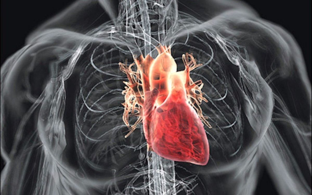 Spider Silk Protein May Be Useful For Engineering Artificial Cardiac Tissue