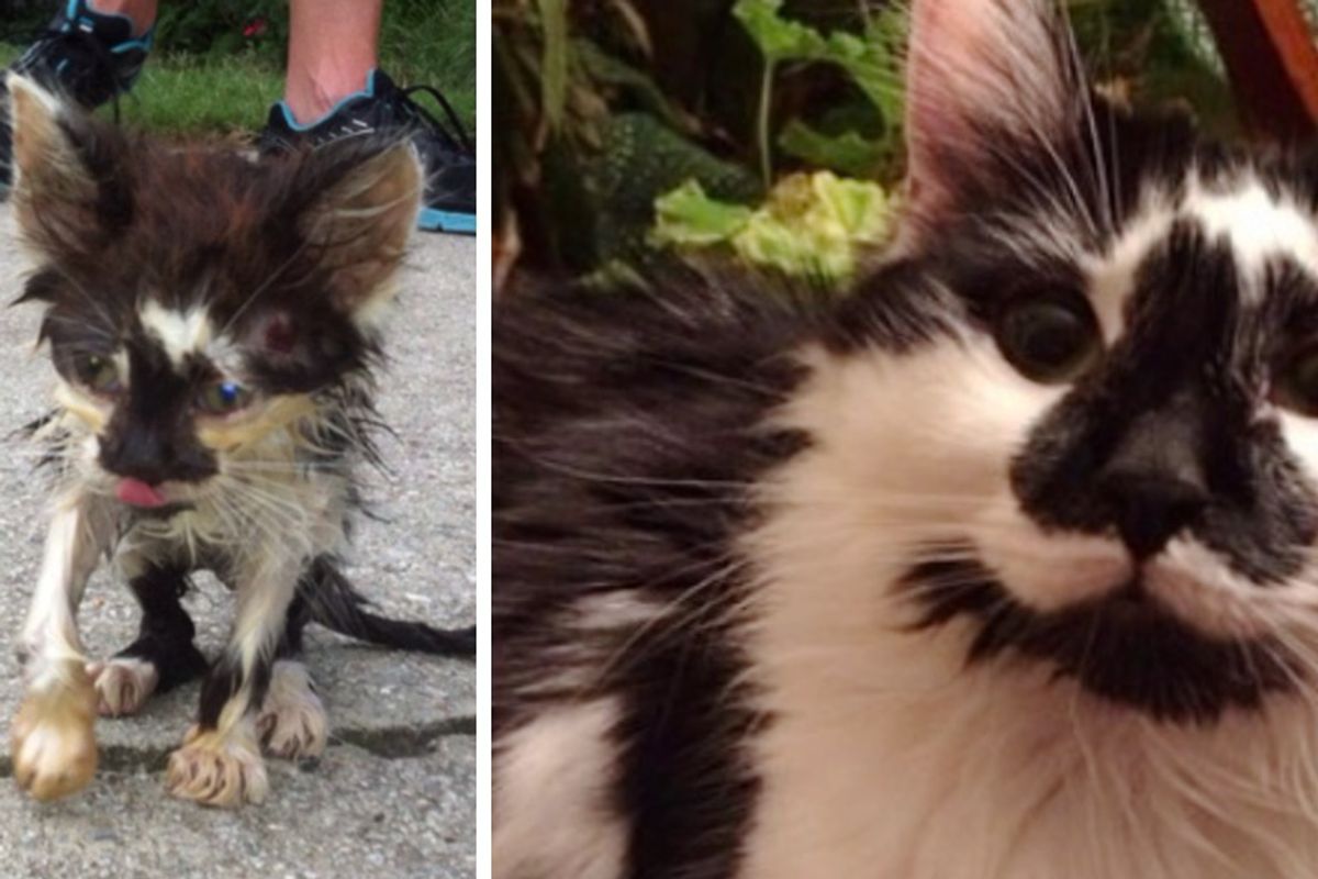 Woman Refuses to Give Up on Kitten Barely Recognizable, His Transformation in These Amazing Photos!