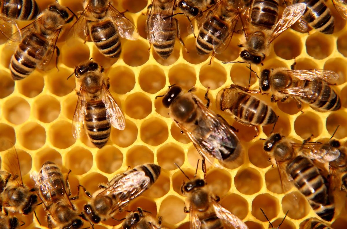 Why All The Buzz About the Bees