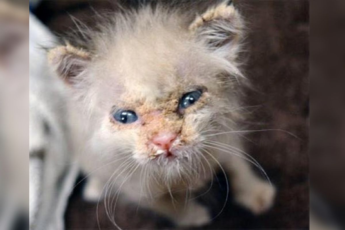Kitten Covered in Crust Gets Help and Surprises Rescuers With His Adorable Face