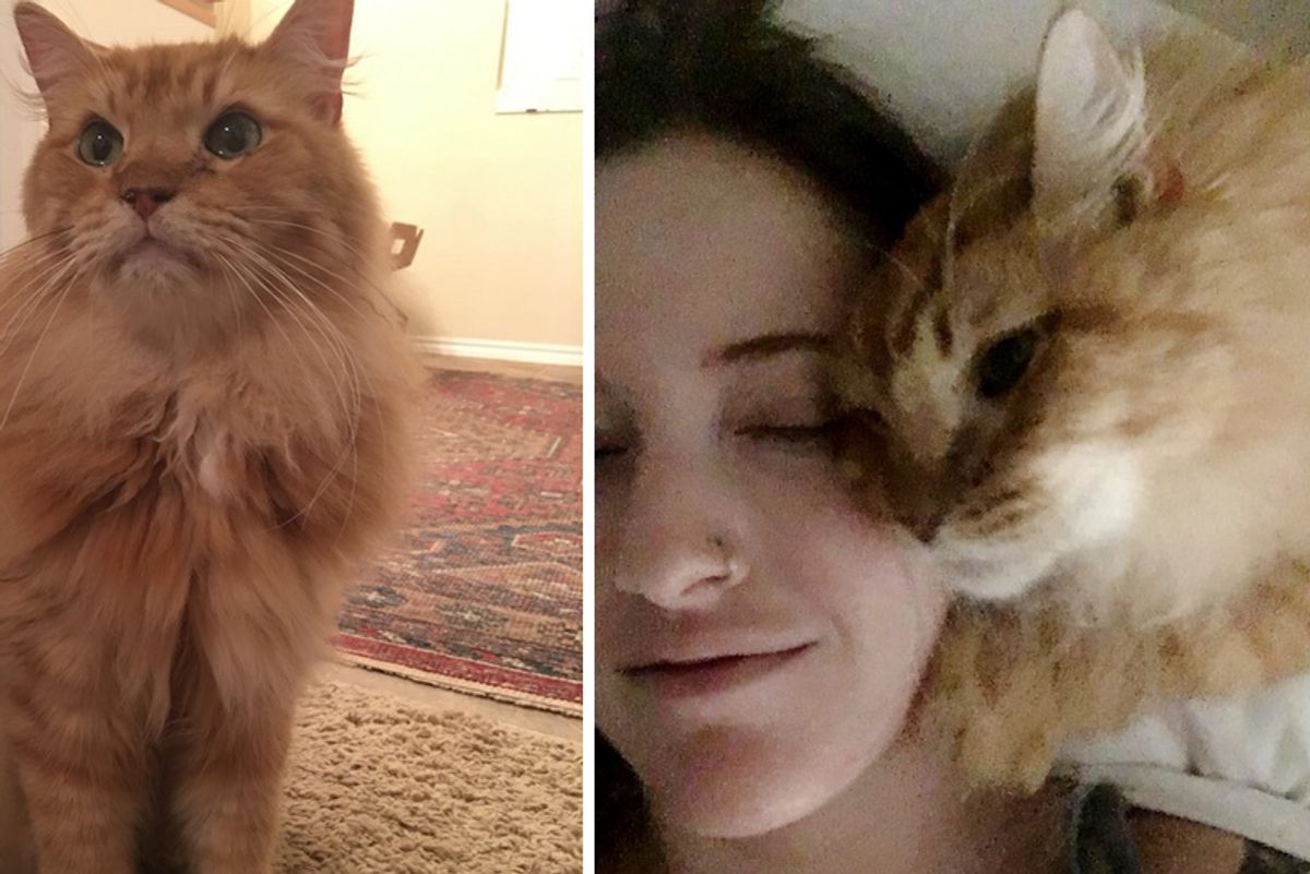 8-year-old "Lion" Cat Finds Human He's Been Waiting For and Won't Let Go...