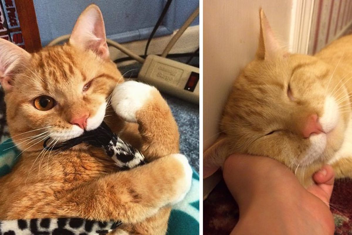 Woman Asks Shelter for Special Needs Cat and Finds One-eyed Kitty Wobbling Up to Her