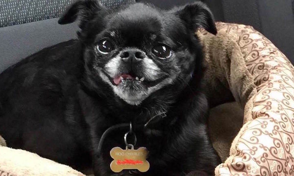 18 Things Only Brussels Griffon Owners Will Understand