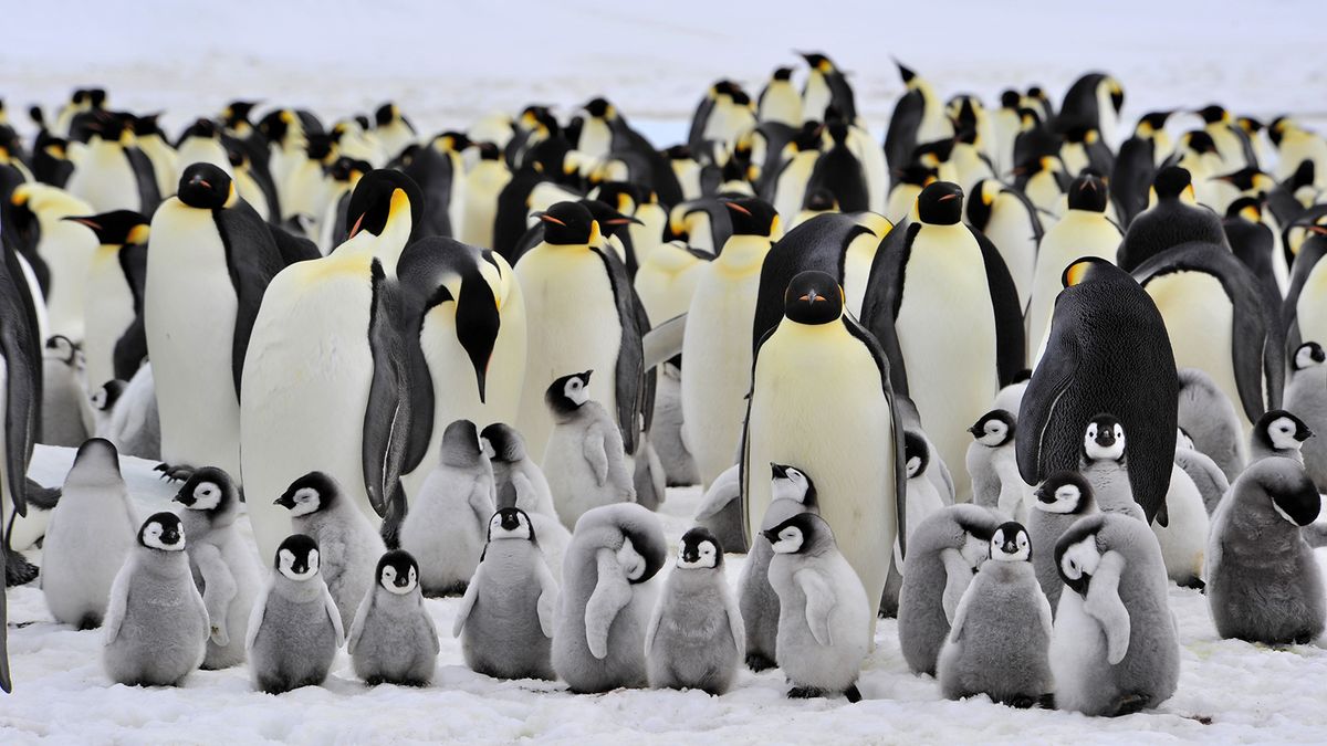12 Penguins GIFs To Brighten Your Day
