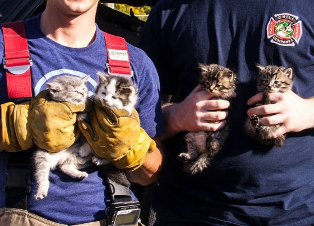 10 Photos Of Kittens Saved By Firemen