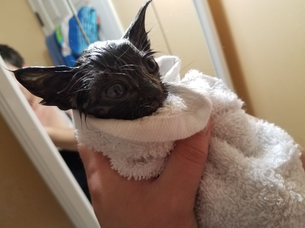 Kitten Scampers Up to Man Meowing for Love While He is Fishing Love Meow