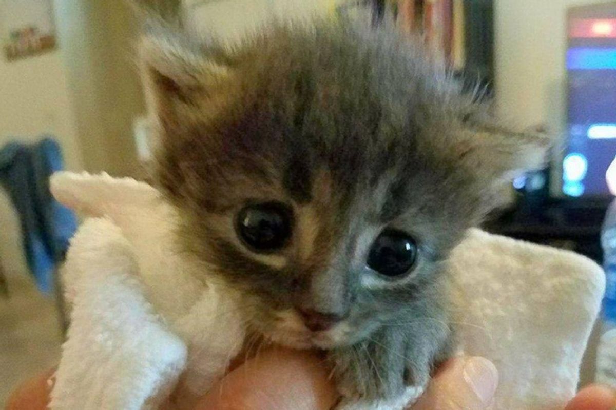 Kitten No One Thought Would Survive, Was Brought Back to Life and Grew To Be A Majestic Cat!