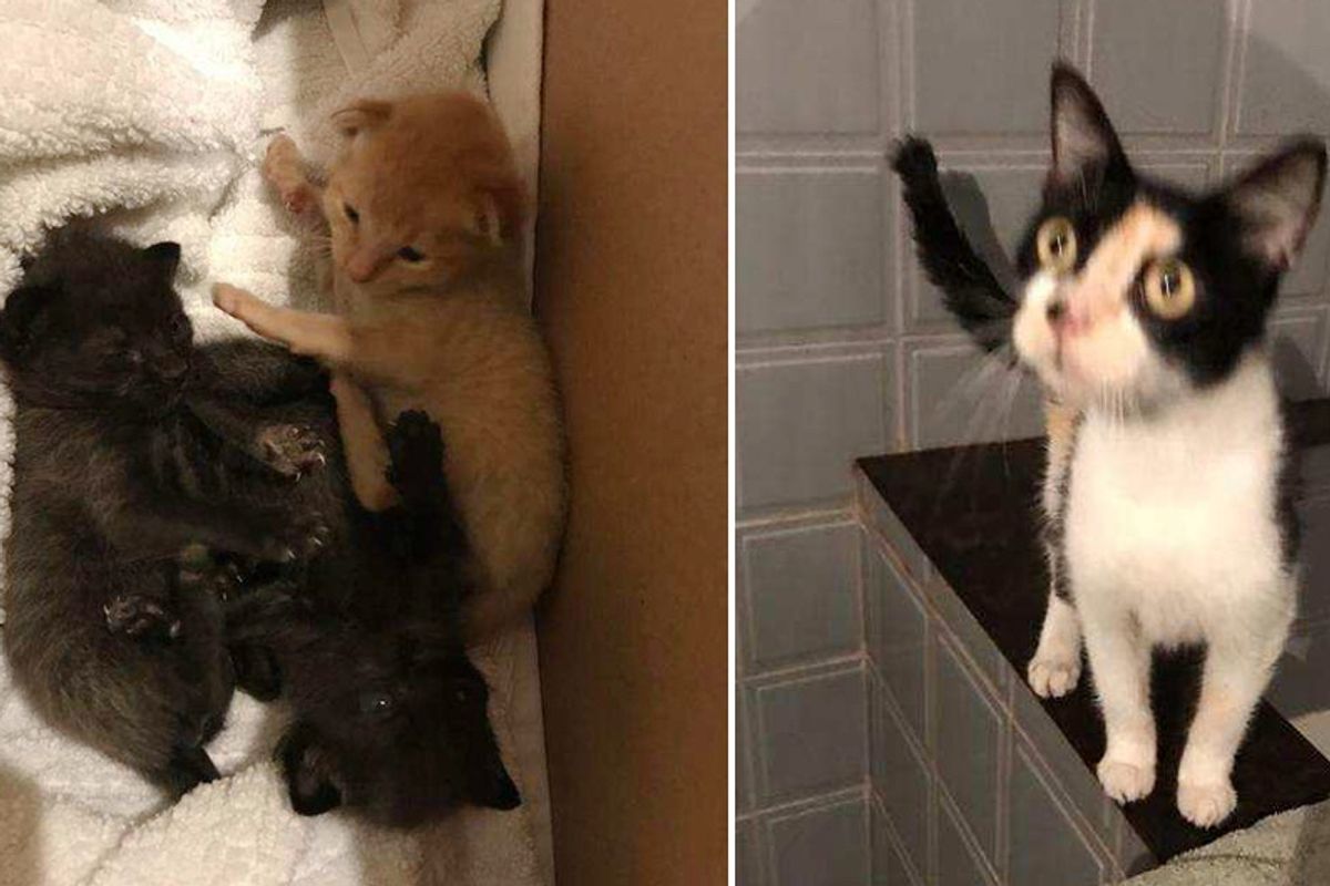 Houston Man Saves 3 Kittens from Hurricane and Goes Back to Find Their Mother...