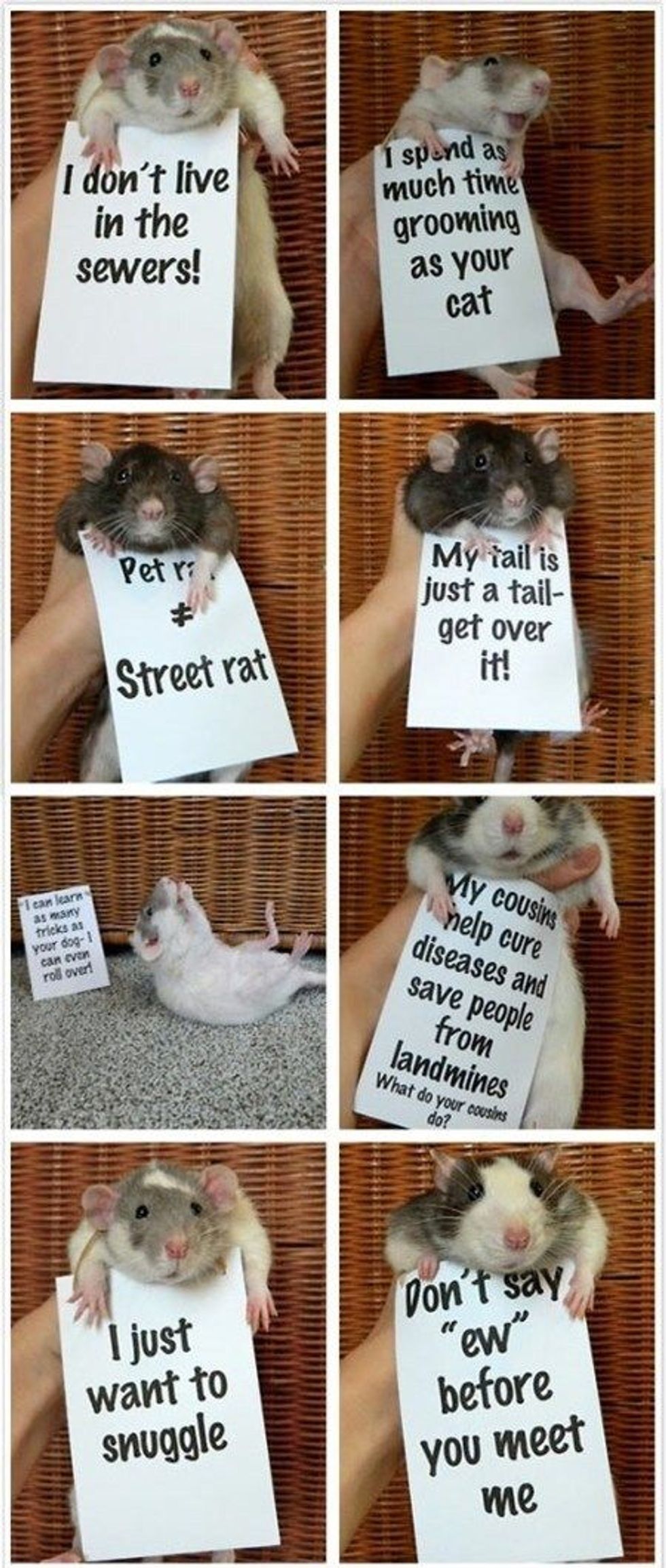 12 Reasons Why Rats Make The Best Pets