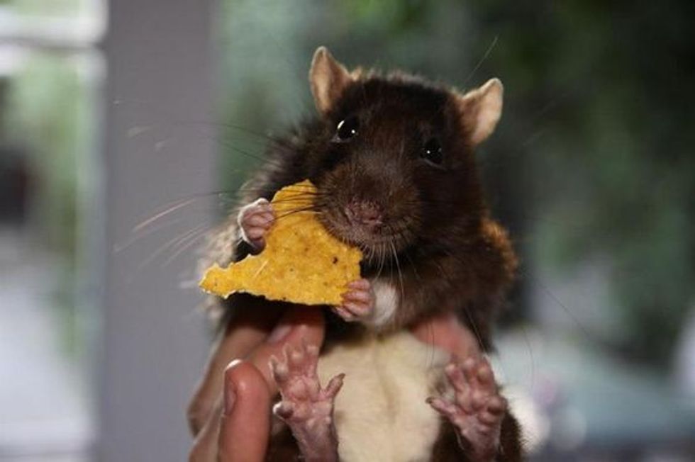 12 Reasons Why Rats Make The Best Pets