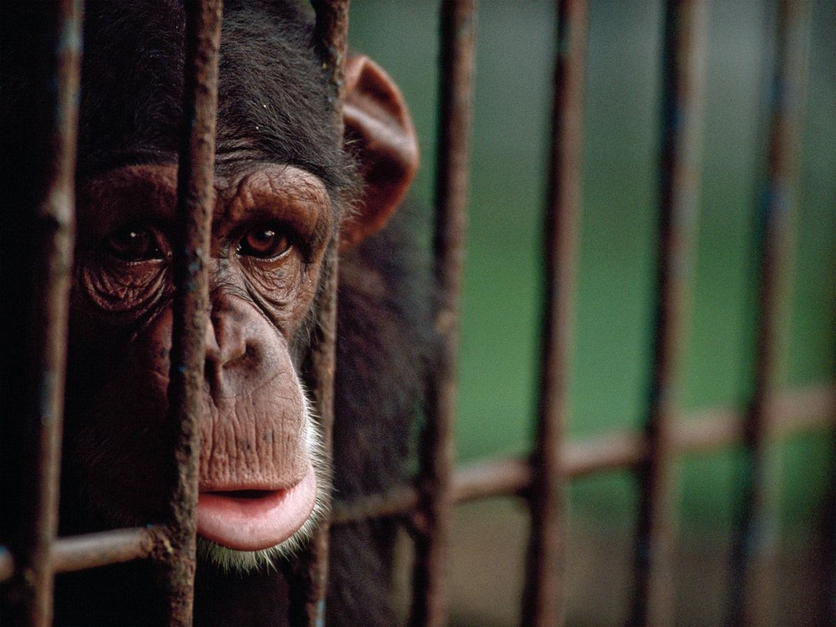 The Zoo Industry