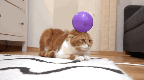 10 Cat Gifs To Brighten Your Day 10-cat-gifs-to-brighten-your-day