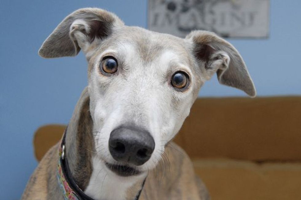 Why Are Greyhound Races Horrible