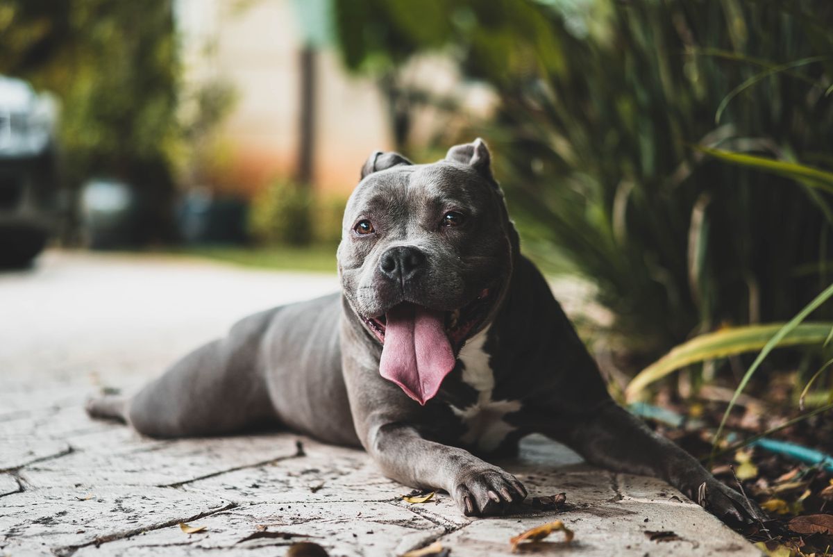 Your Pit Bull Attack Does Not Define The Breed