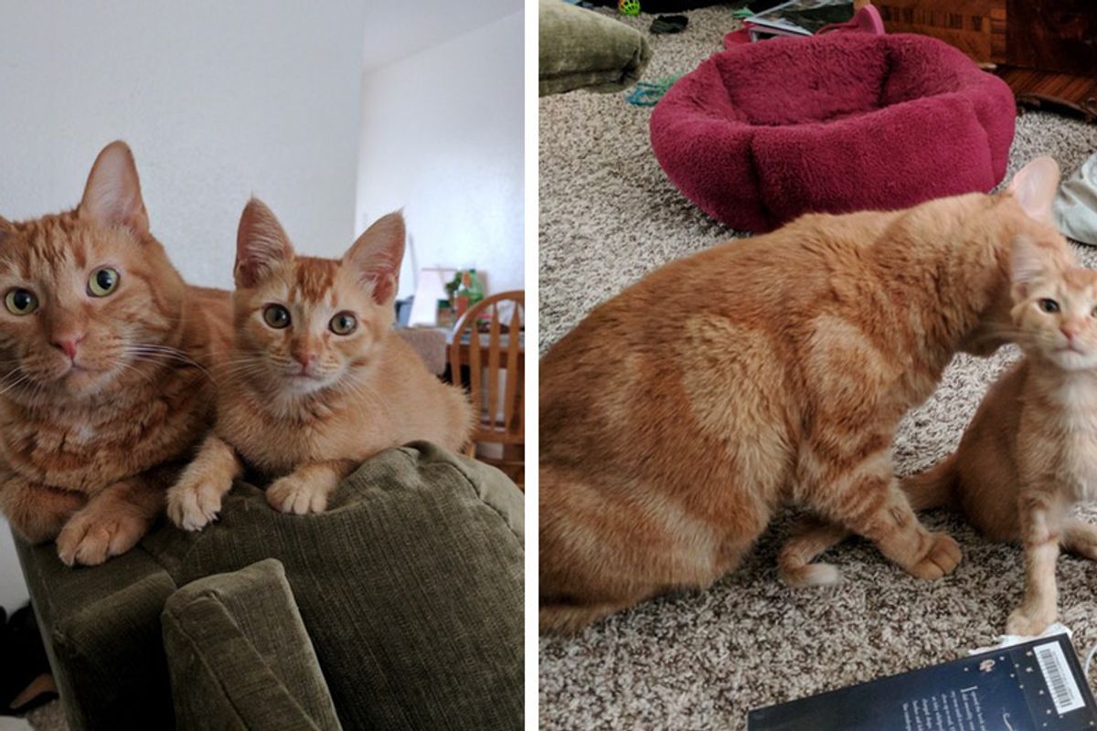 Ginger Kitty Takes To His Little Lookalike and Raises Him As His Own.