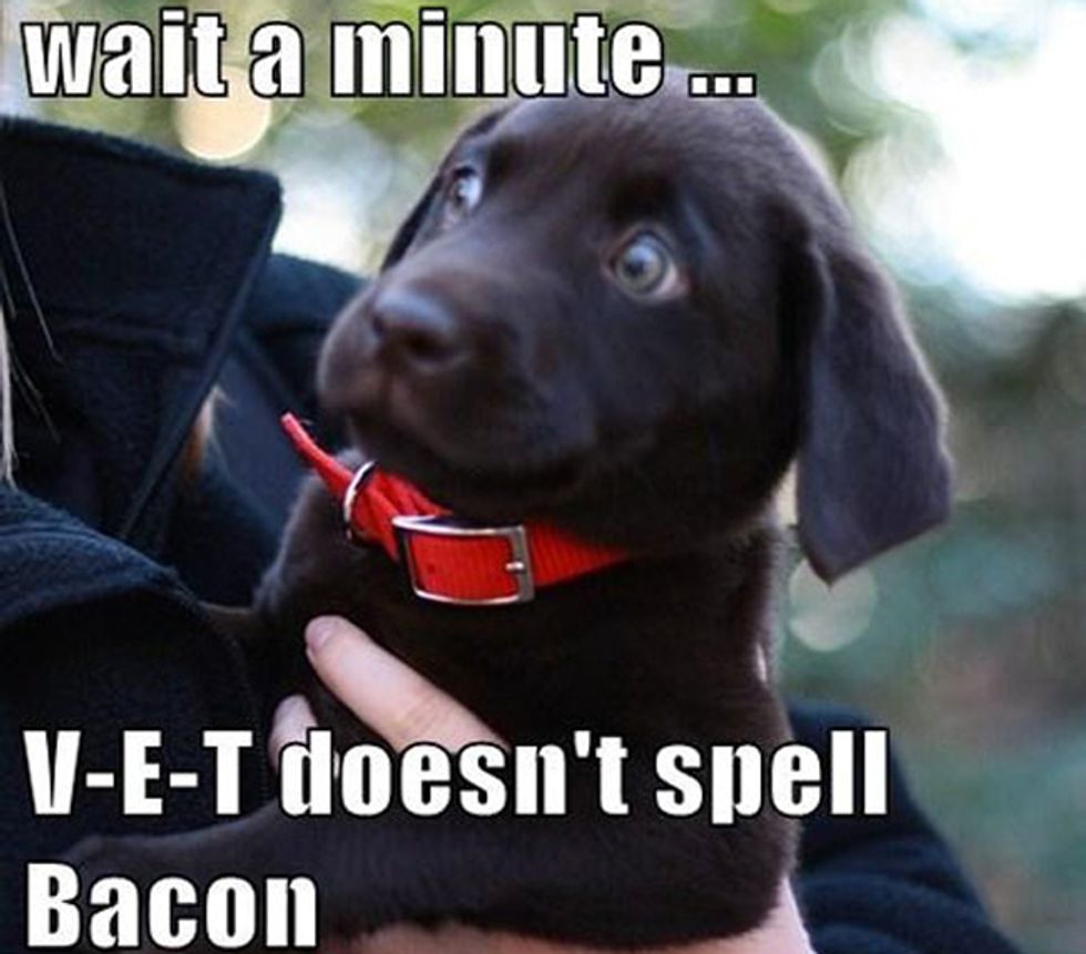 12 Signs You're Definitely Obsessed With Your Dog