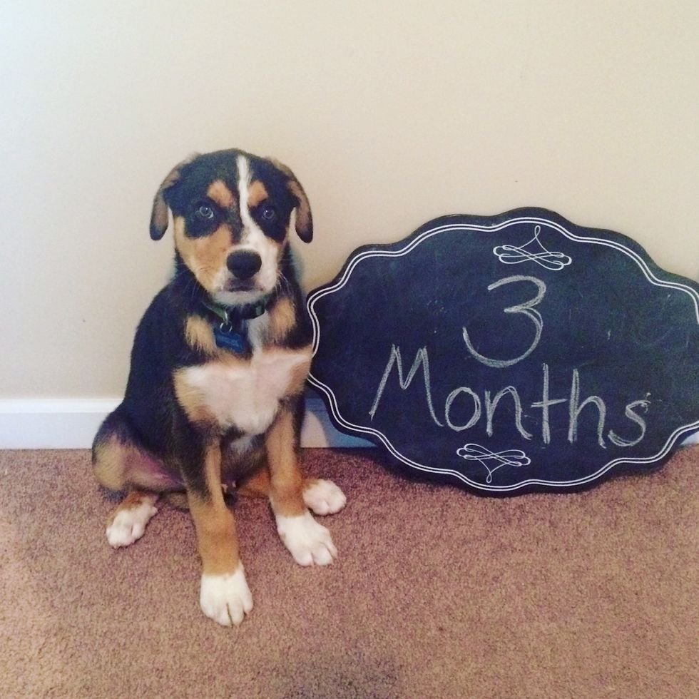 12 Signs You're Definitely Obsessed With Your Dog