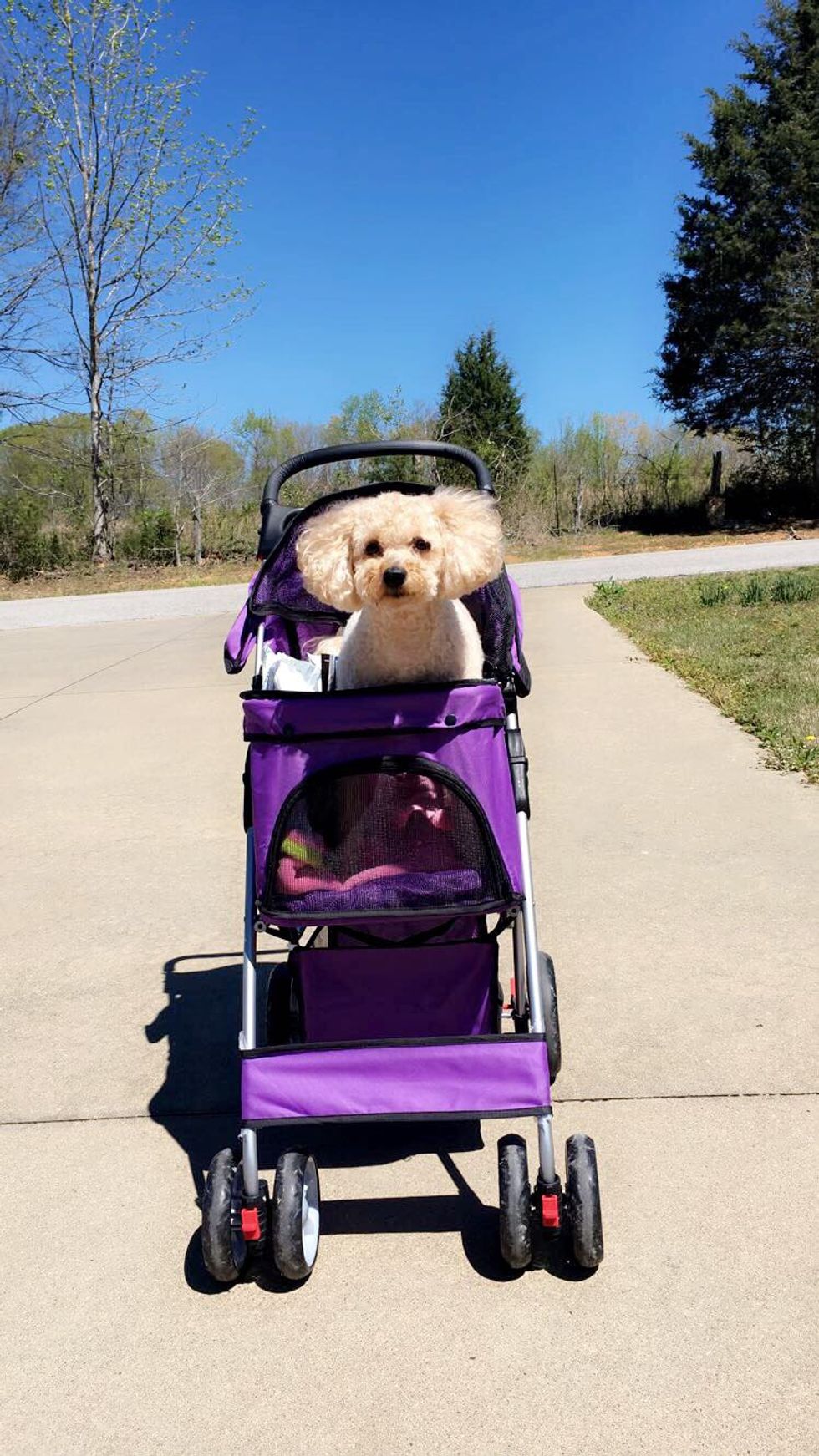 12 Signs You're Definitely Obsessed With Your Dog