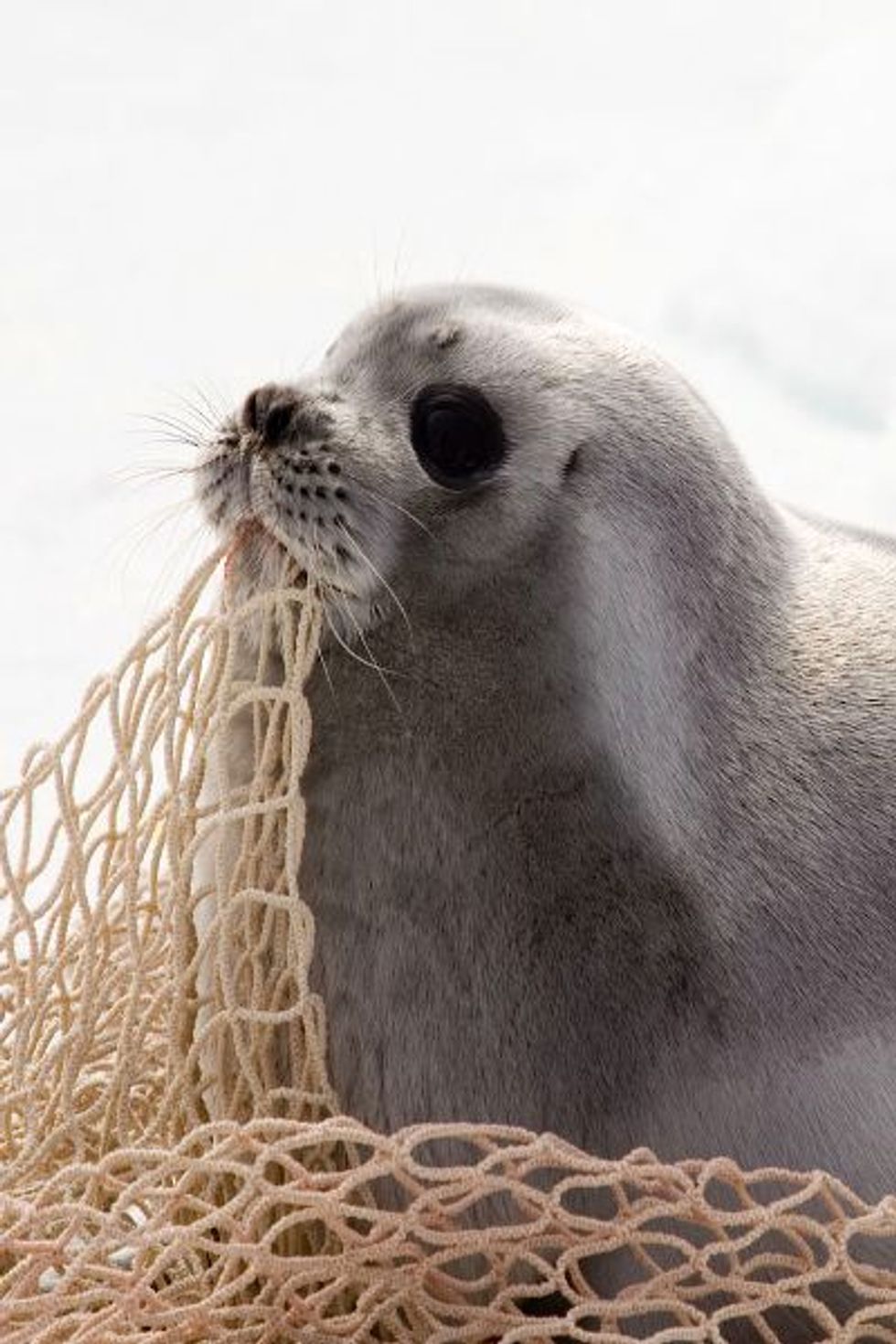 How Can We Help The Seals
