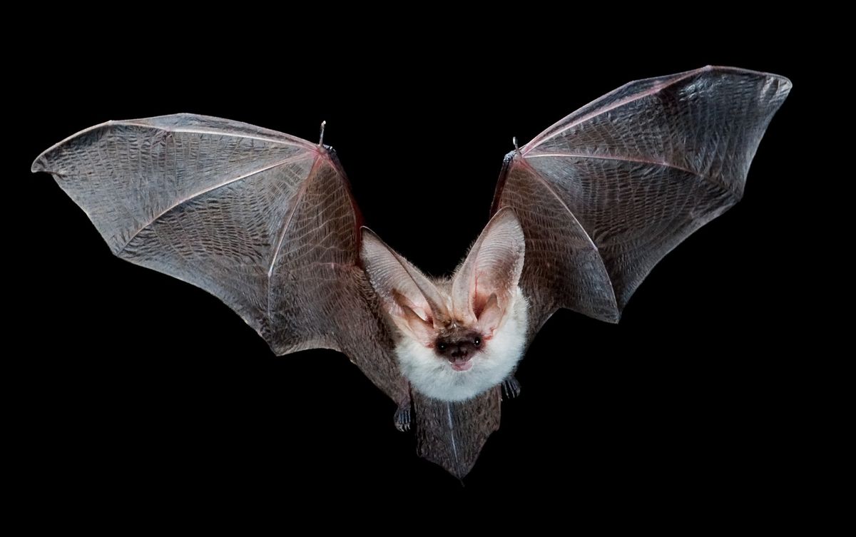 Species Spotlight The Longeared Myotis Bat!