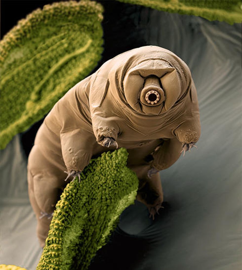 7 Interesting Animal Adaptations 7 Interesting Animal Adaptations