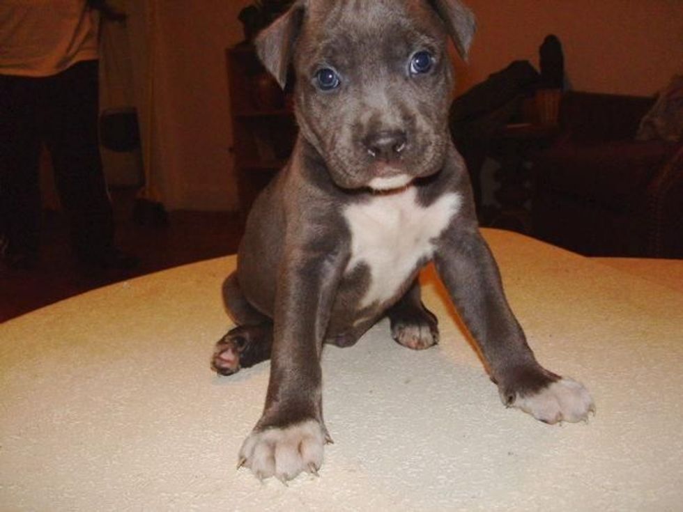 16 Photos That will Make you Want to Open a Dog Hotel