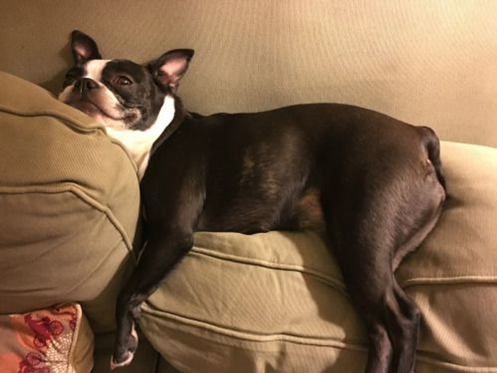 19 Reasons Boston Terriers Make The Worst Pets