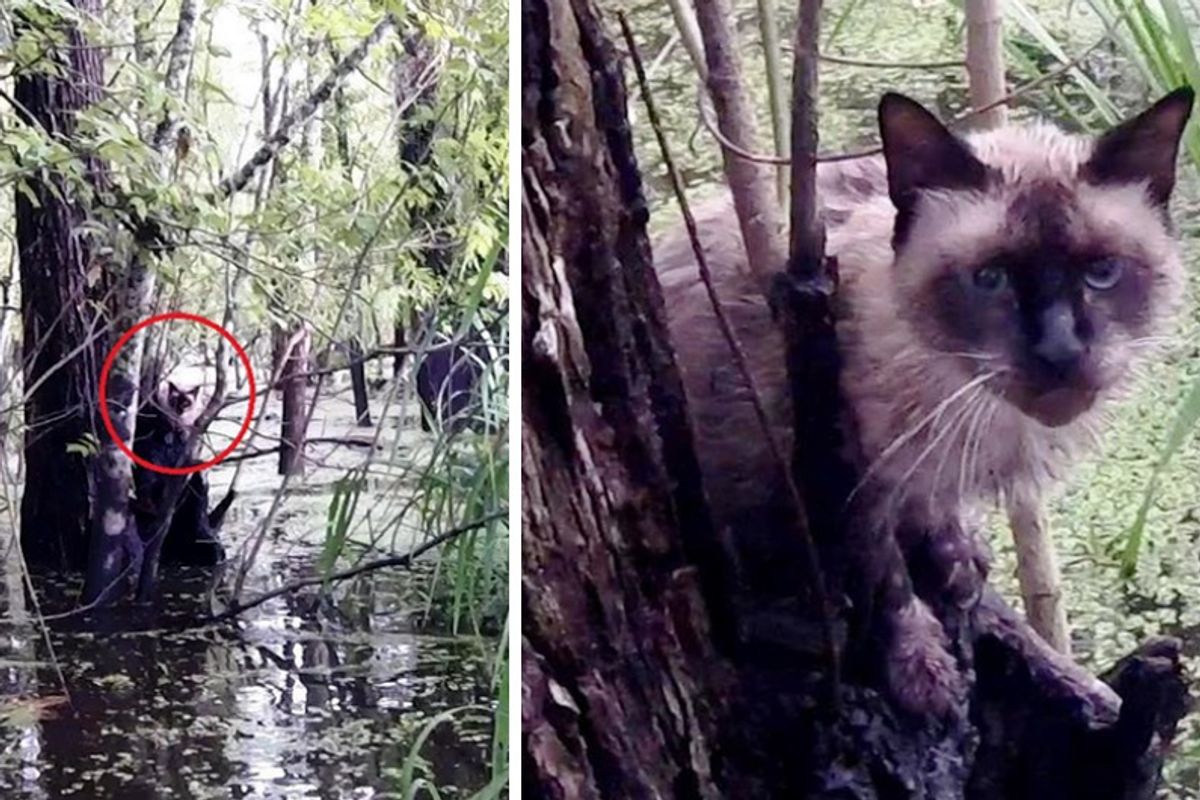 Brave Man Saves Crying Cat Stranded for Days in Deep Swamp!