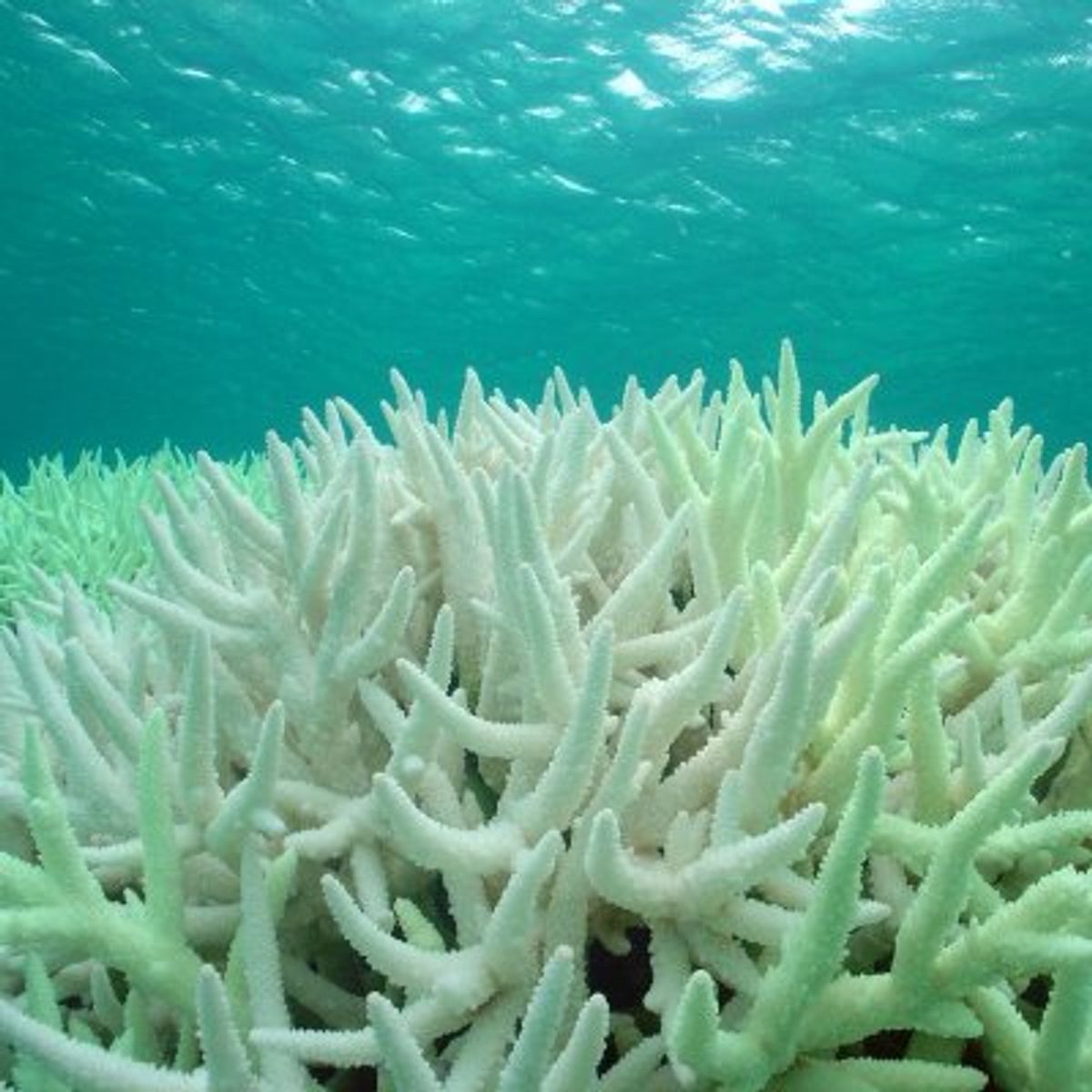 The Great Barrier Reef in Danger