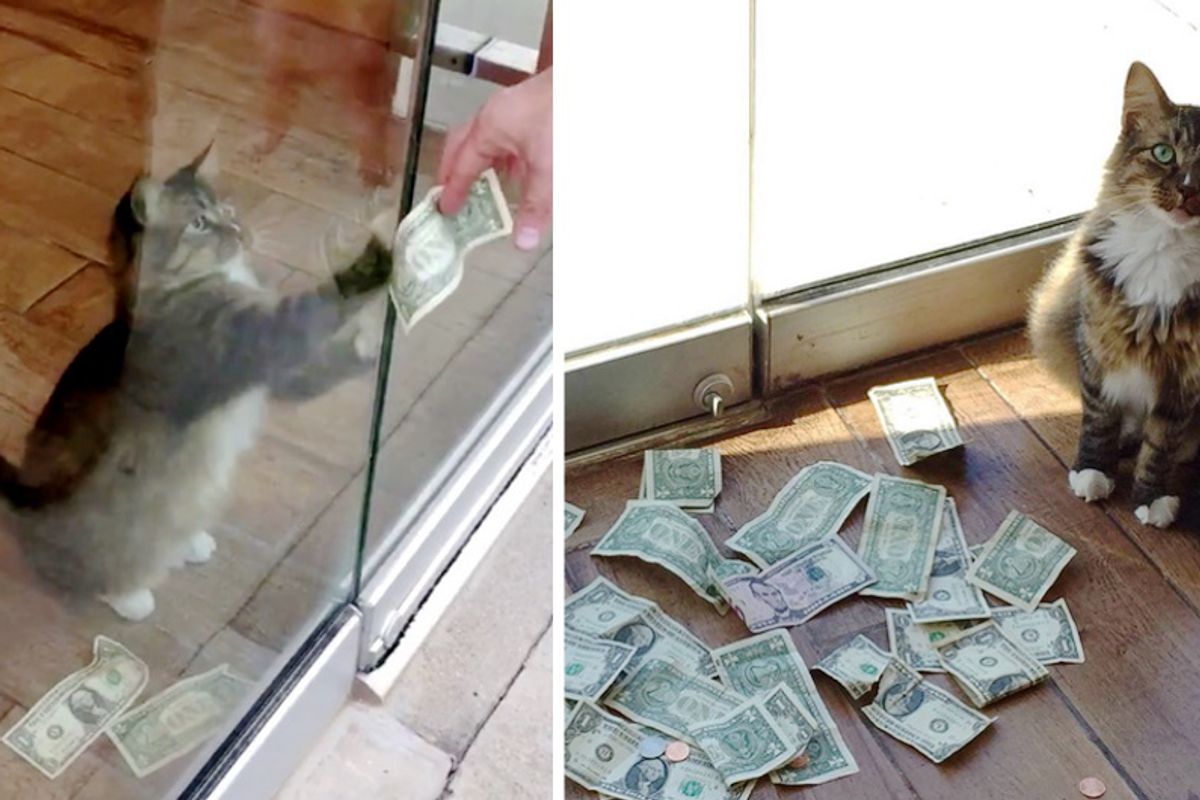 Office Kitty Surprises His Humans When They Find Out He's Been Snatching Money From Passersby