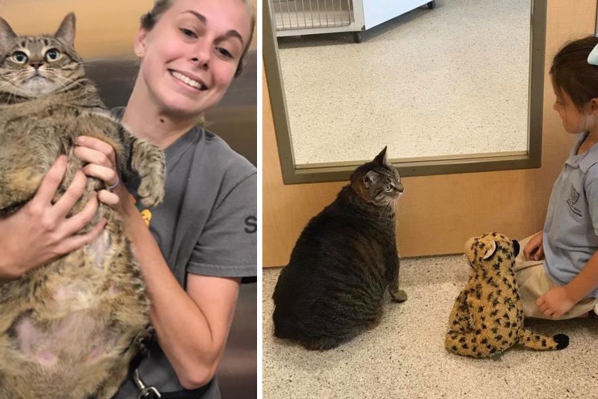 Little Girl Adopts Biggest Shelter Cat And Promises To Help Her Slim Down in Loving Home