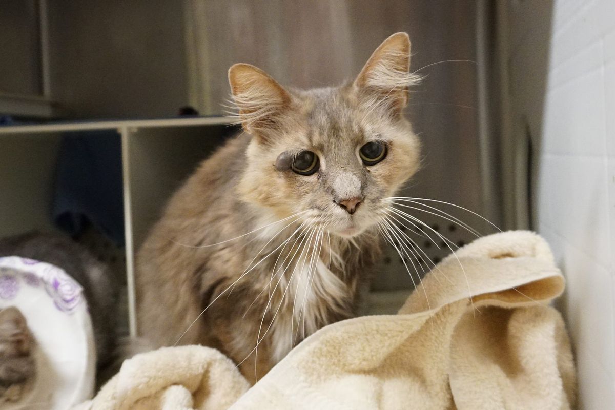9-year-old Shelter Cat Bats Sad Eyes, Chirps Aloud Trying To Get Adopted