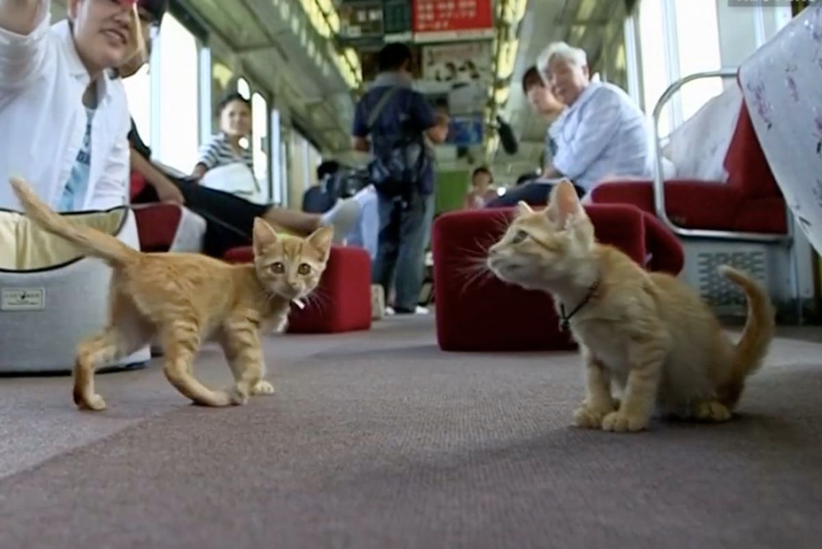 Railway Operator Invited 30 Stray Cats Onboard to Help Them Find Homes