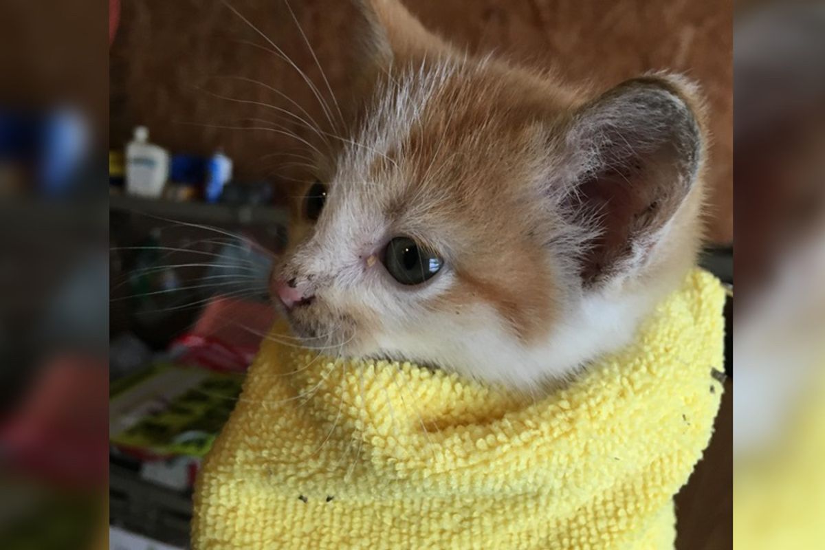 Man Gave Abandoned Kitten a Home, the Kitty Couldn't Stop Cuddling