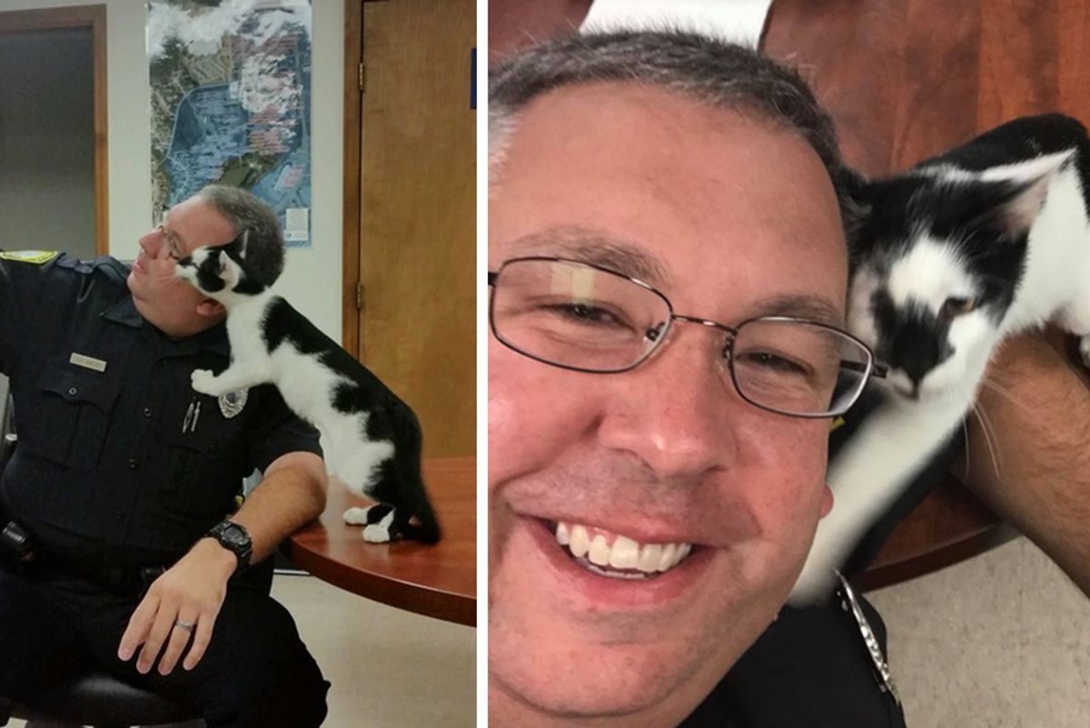 Stray Cat Wanders Into Police Station and Decides to Pose for Selfies..