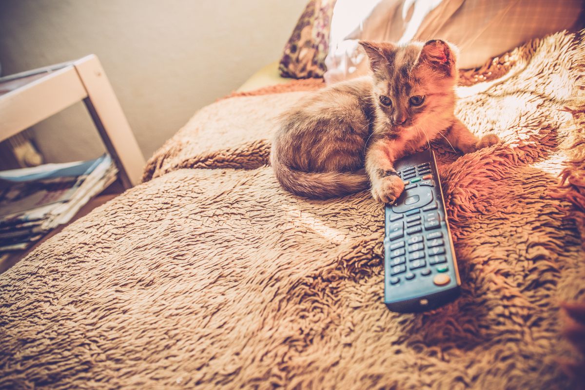 Use your cat to turn the TV over with this 'revolutionary' new tech