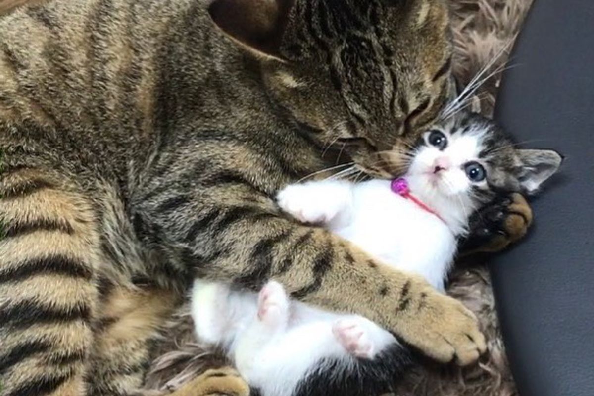 Tabby Cats Took to Orphaned Kittens and Raised Them with Cuddles
