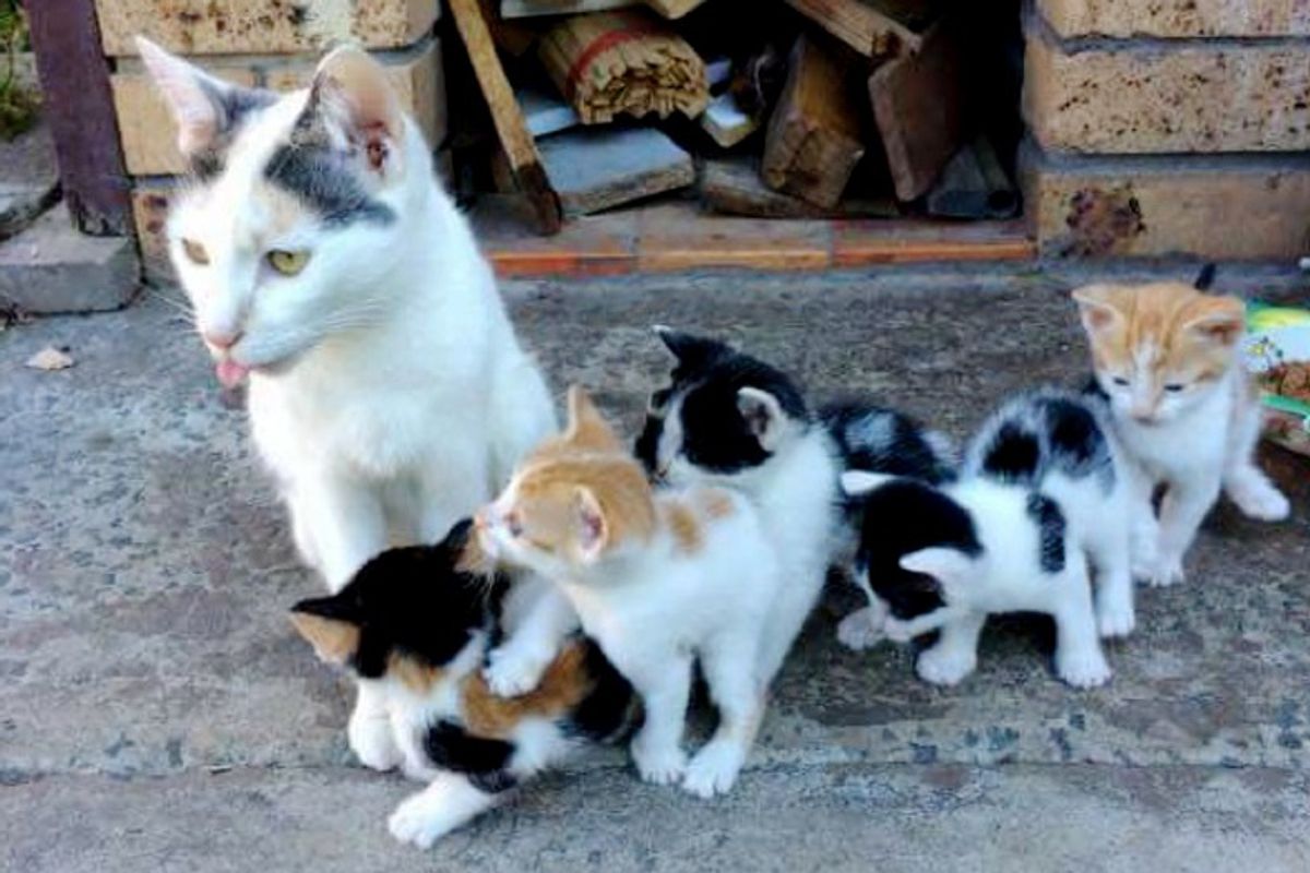 Stray Cat Mama Keeps Her Babies Safe and Fed Even When She Has Nothing to Eat