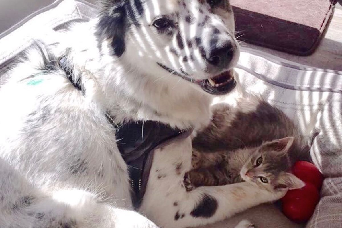 Woman Saves Kitten From Tree, Her Dog Decides to Raise the Kitty Instead, Now a Year Later...