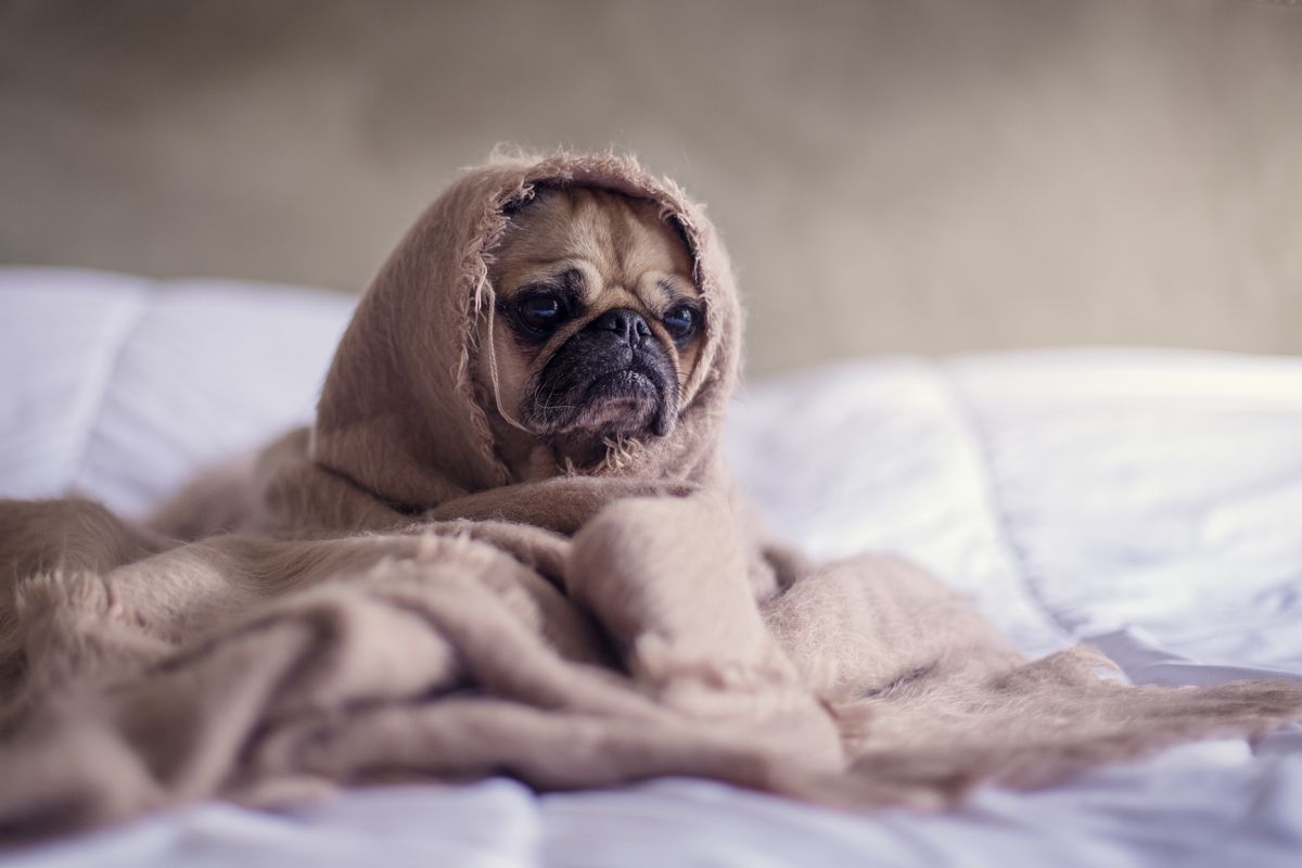 10 Pug Instagram Accounts You Need To Follow Right Now