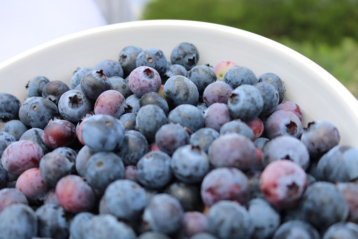 Picking Bountiful And Bodacious Blueberries At Becks Brothers Is ...