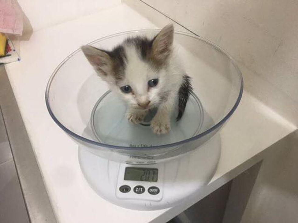 Woman Saves Drowning Kitten Clinging to Gutter, What a Difference One