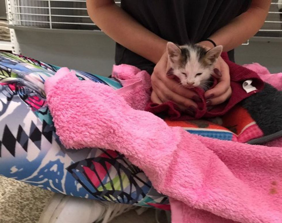 Woman Saves Drowning Kitten Clinging to Gutter, What a Difference One